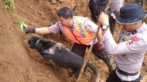 Aksi Anjing K9 Emma dan Sam Temukan Korban Longsor Cijeruk