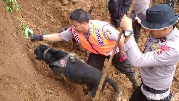 Aksi Anjing K9 Emma dan Sam Temukan Korban Longsor Cijeruk