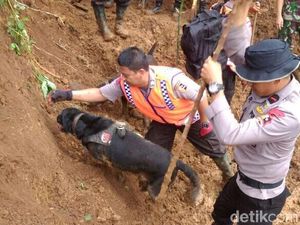 Aksi Anjing K9 Emma dan Sam Temukan Korban Longsor Cijeruk