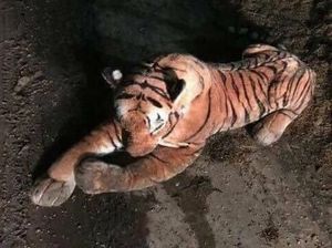 Polisi Bersenjata Dikerahkan Tangkap Harimau, Ternyata Ini Faktanya