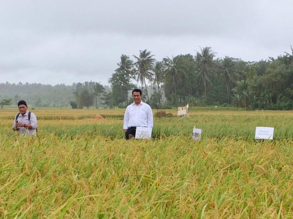 BPS: Mei 2019, Harga Gabah dan Beras Turun BPS: Mei 2019, Harga Gabah dan Beras Turun