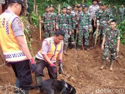Ini Emma dan Sam, Anjing K9 yang Temukan Korban Longsor Cijeruk