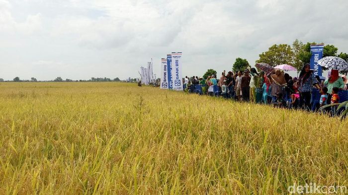 Foto: Raja Adil Siregar/detikcom