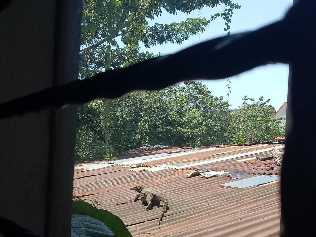 Berkeliaran di Atap Rumah, Biawak 1 Meter Gegerkan Warga Makassar