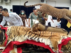 BKSDA Sumsel Musnahkan Satwa Dilindungi yang Sudah Diawetkan