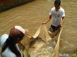 Jelang Imlek, Ikan Dewa Seharga Rp 1 Juta per Kg Banyak Diburu