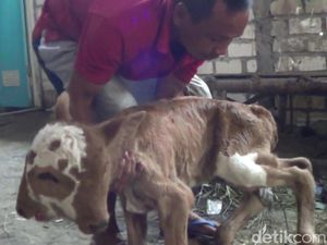Langka! Ada Anak Sapi Berkepala Dua di Rembang