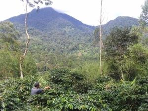 Kopi-kopi Sedap Itu Berasal dari Gunung Tilu