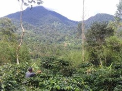 Kopi-kopi Sedap Itu Berasal dari Gunung Tilu