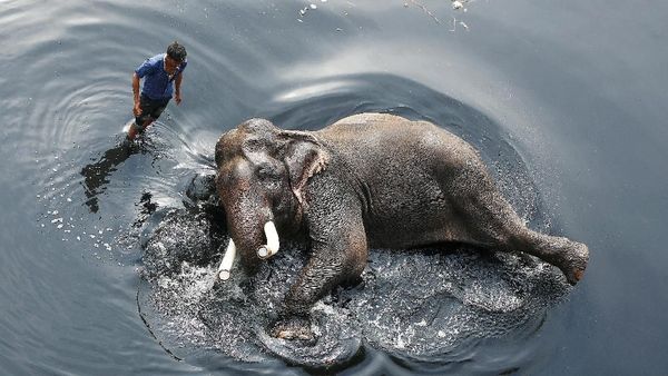 Sambil Tiduran, Gajah Ini Dimandikan Pakai Air Sungai yang Kotor