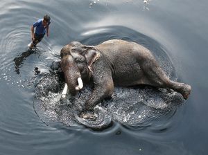 Sambil Tiduran, Gajah Ini Dimandikan Pakai Air Sungai yang Kotor