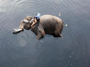Momen Haru Satgas Selamatkan Gajah yang Terperosok ke Lubang