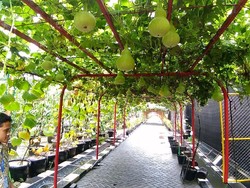 Surabaya Kini Punya Mini Agrowisata, Main ke Sana Yuk