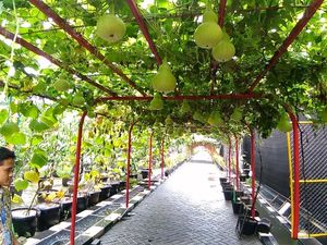 Surabaya Kini Punya Mini Agrowisata, Main ke Sana Yuk Surabaya Kini Punya Mini Agrowisata, Main ke Sana Yuk