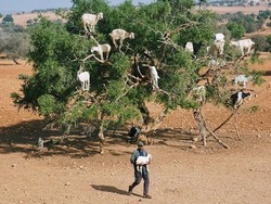 Tidak Ada Kurban Domba untuk Hari Raya, Kata Raja ke Warga Maroko
