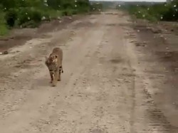 Hari Ke-65, Perburuan Harimau Pemakan Jumiati Masuki Tahap Kritis