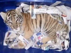 Anjing Pelacak di Meksiko Temukan Bayi Harimau Dikirim Lewat Pos