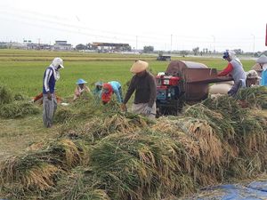 Begini Kesedihan Petani Ngawi di Balik Panen Raya Padi