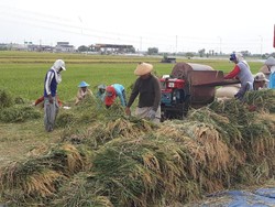 Begini Kesedihan Petani Ngawi di Balik Panen Raya Padi