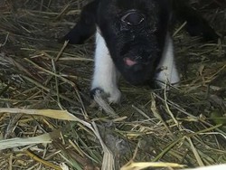 Domba Bermata Satu Hebohkan Warga Rempakbitung Sukabumi