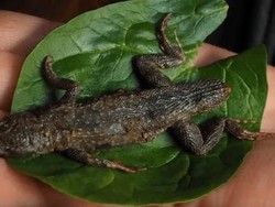 Menjijikkan! Wanita Ini Temukan Kadal Mati dalam Salad Buatannya