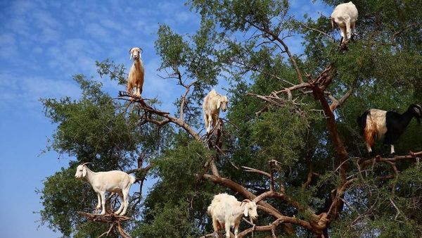 Foto: Kamu Nggak Salah Lihat, Ini Pohon Kambing