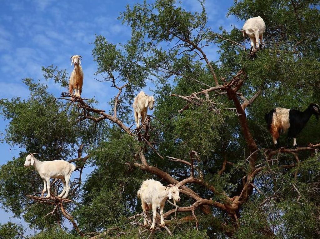 Foto: Kamu Nggak Salah Lihat, Ini Pohon Kambing Foto: Kamu Nggak Salah Lihat, Ini Pohon Kambing