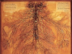 Begini Penampakan Sistem Saraf Tubuh Manusia Kalau Dibentangkan