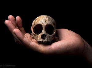 Potret Kepunahan yang Menyayat Hati