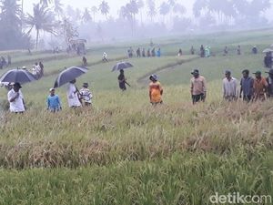 Jokowi Basah Kuyup di Tengah Sawah, Ada Apa?