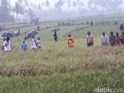 Jokowi Basah Kuyup di Tengah Sawah, Ada Apa?