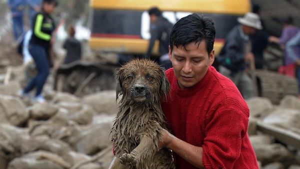 Foto: Saat Anjing-anjing Diselamatkan dari Banjir