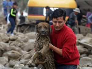 Foto: Saat Anjing-anjing Diselamatkan dari Banjir