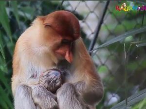 Gemas! Ini Bekantan yang Baru Lahir di Kebun Binatang Ragunan