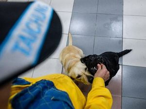 Tuei Tuei-Tie Hsiung, Anjing di Balik Pencarian Korban Gempa Taiwan Tuei Tuei-Tie Hsiung, Anjing di Balik Pencarian Korban Gempa Taiwan