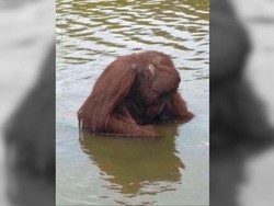 Jahat! Orangutan Borneo Dibunuh dengan Sadis