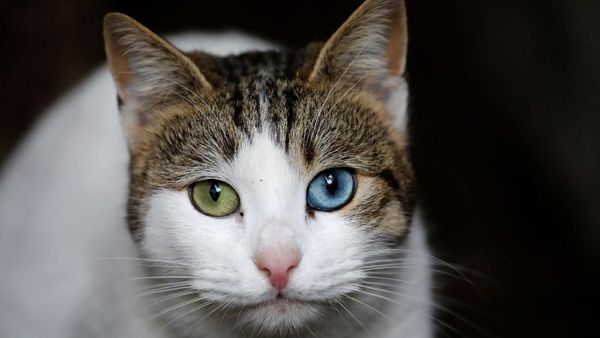 Foto: Istanbul, Kota Kucing Liar