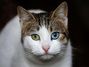 Foto: Istanbul, Kota Kucing Liar