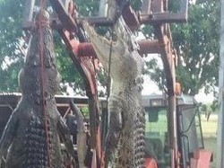 Buaya Makin Sering Ditemukan Memangsa Ternak di NT