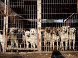 Fasilitasi Jualan Daging Anjing, Grab-Gojek-Shopee Disomasi