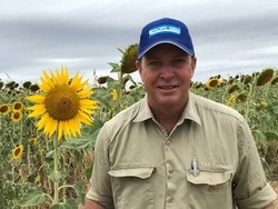 Petani Bunga Matahari di Queensland Kesal Turis Datang Untuk Selfie