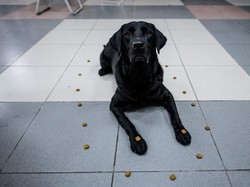 Dramatis! Video Penyelamatan Anjing yang Terjebak di Lubang