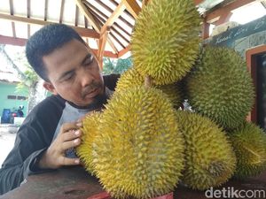 Ayo ke Trenggalek, Saatnya Berburu Durian!