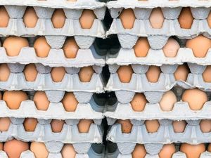 Terkontaminasi Salmonella, 200 Juta Telur Ditarik dari Pasar AS