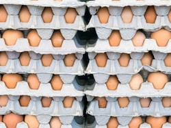 Terkontaminasi Salmonella, 200 Juta Telur Ditarik dari Pasar AS