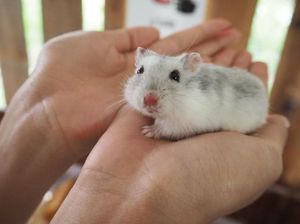 Hamster Trading Kripto Mr. Goxx Meninggal Dunia