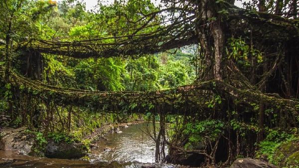 Foto: Jembatan Akar Pohon Hidup dari India
