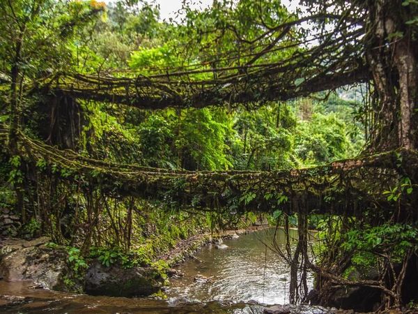 Foto: Jembatan Akar Pohon Hidup dari India
