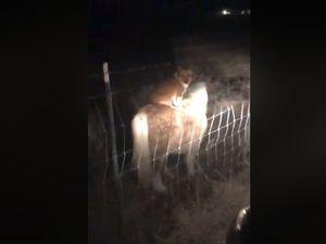 Viral! Seekor Anjing Terciduk Tunggangi Kuda Poni Bermata Satu Viral! Seekor Anjing Terciduk Tunggangi Kuda Poni Bermata Satu