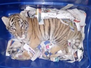 Hiks! Anak Harimau Benggala Dibius untuk Diselundupkan